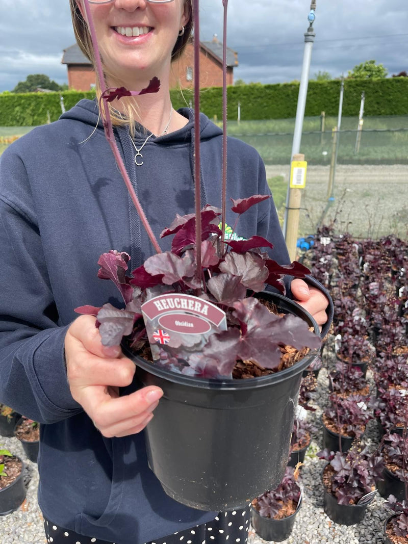 Heuchera Obsidian 3 Litre Pot