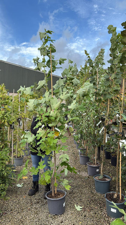 Liriodendron tulipifera 15 Litre Pot