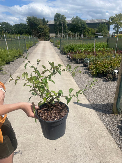 Chaenomeles Spec. Nivalis 3 Litre Pot