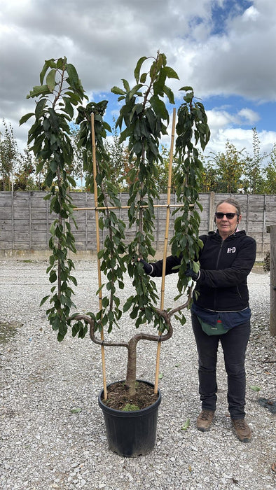 Cherry Regina 35 Litre Pot Double U Form