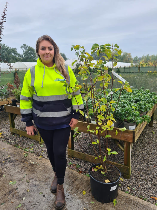 Magnolia Genie 20 Litre Pot 125/150cm Tall