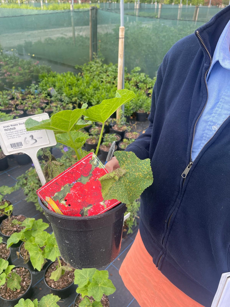 Alcea Rosea Double Scarlet 3 Litre Pot