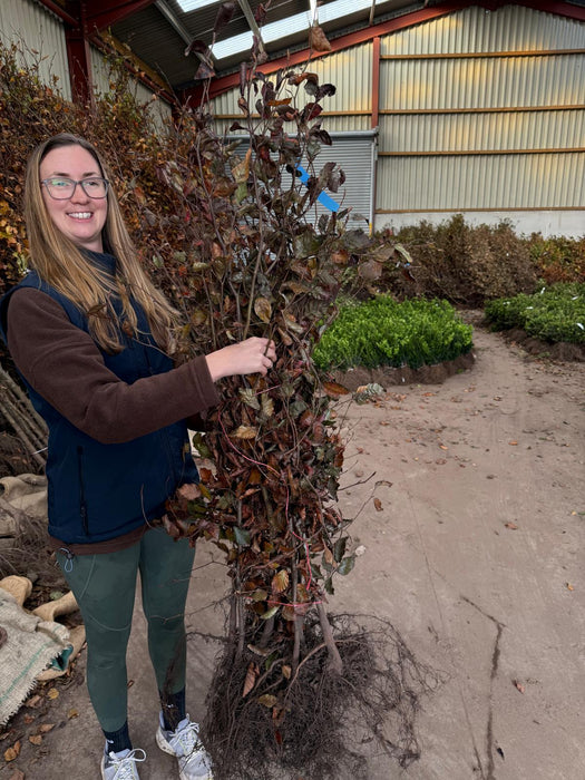 Copper Beech Hedging Bare Root 100/125cm Jan/Feb