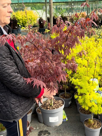 Acer palmatum Atropurpurea 5 Litre Pot