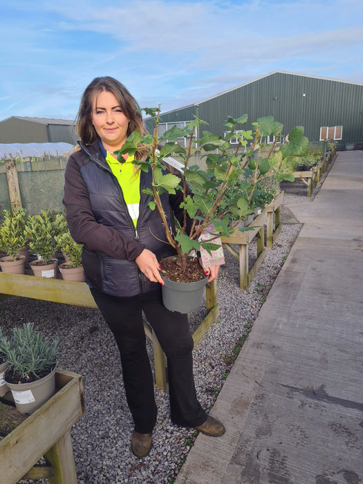 Ribes sanguineum Pulborough Scarlet 4 Litre Pot 40/60cm