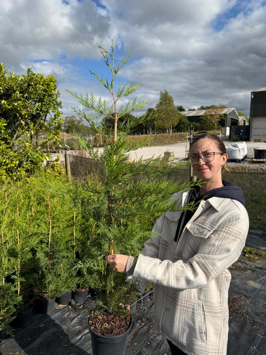 Leylandii Hedging 80/100cm 3 Litre Pot
