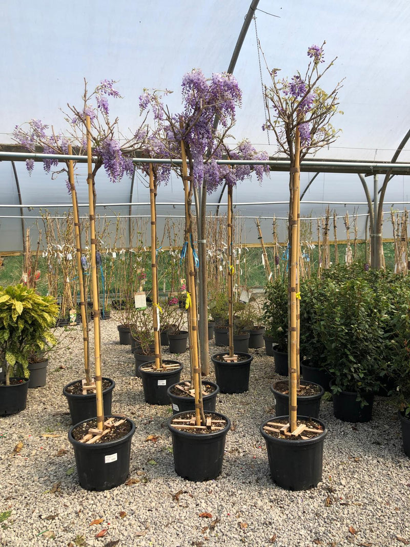 Wisteria floribunda 'Ikoyama Fuji' High Standard 6/8cm Girth — Grasslands  Nursery