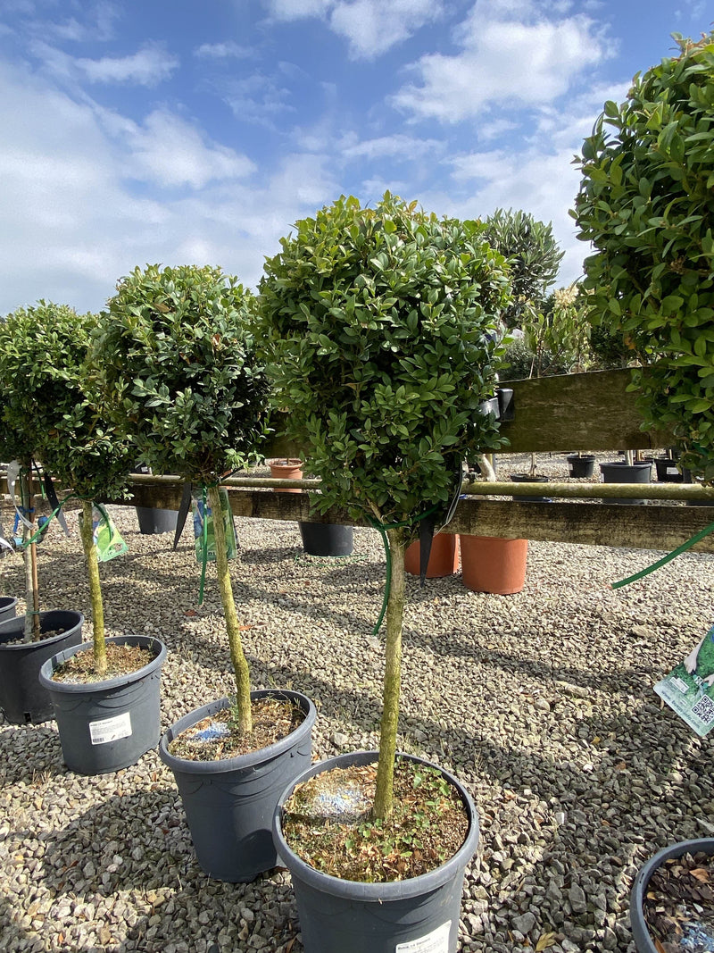 Buxus Or Box 1/4 Standard 40/50cm Stem
