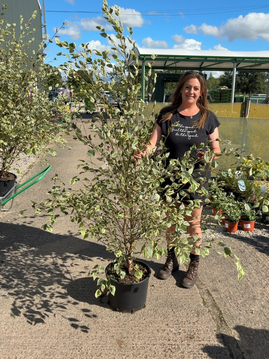 Betula Nigra Shiloh Splash 20 Litre Pot 150/175cm