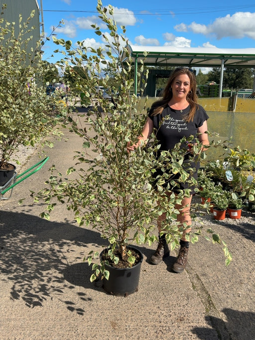 Betula Nigra Shiloh Splash 20 Litre Pot 150/175cm