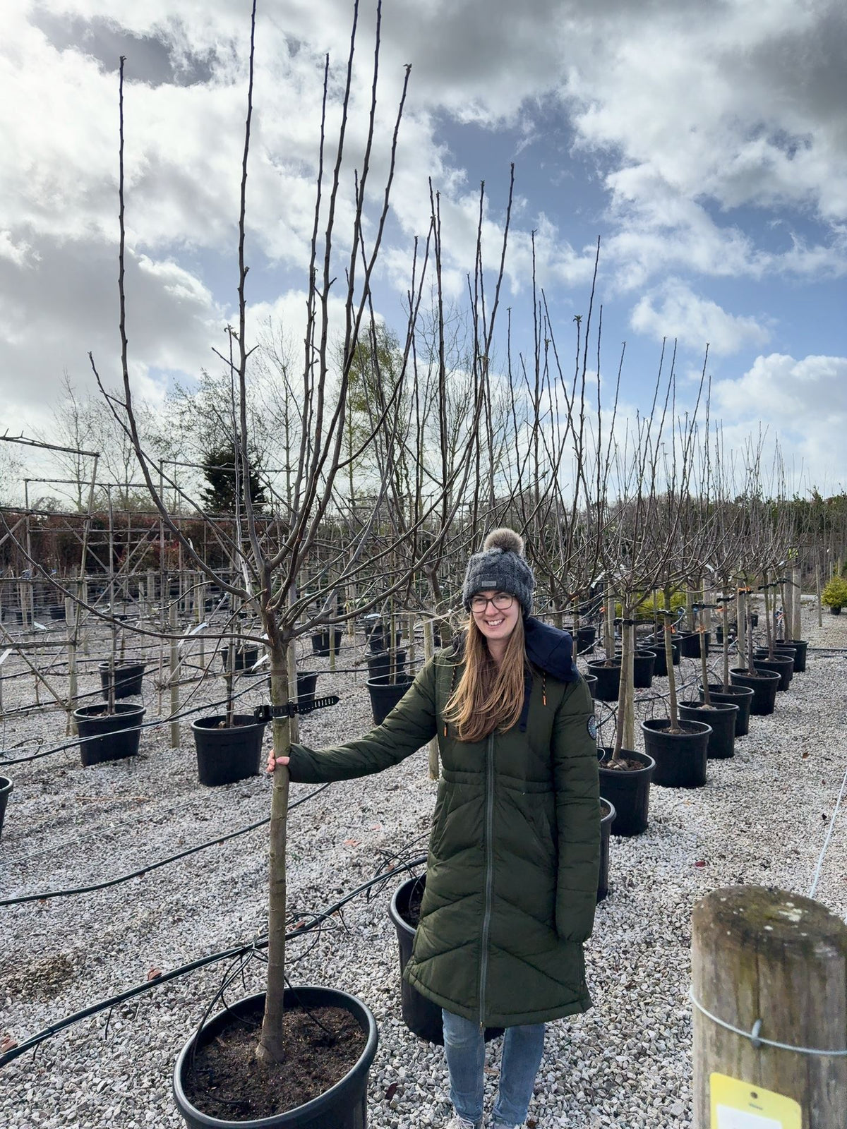 Apple Bramleys Seedling Half Standard 12/14cm Girth