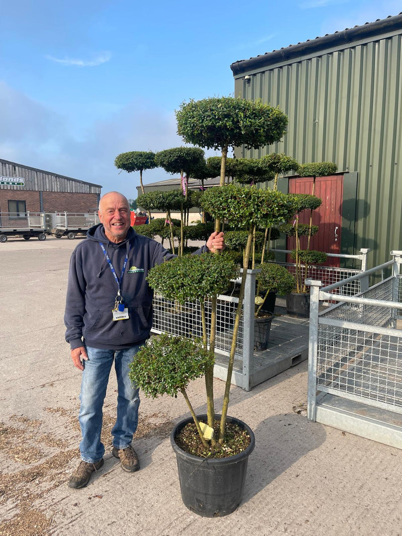 Ligustrum Delavayanum 30 Litre Pot 4 Disc Plateau 170/180