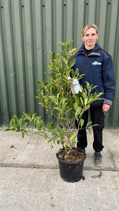 Magnolia Stellata Royal Star 15 Litre Pot