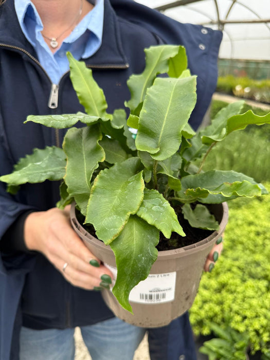 Asplenium Scolopendrium 2 Litre Pot