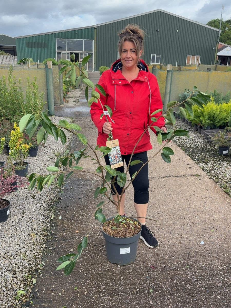 Amelanchier Laevis Ballerina 12 Litre Pot 80-100cm