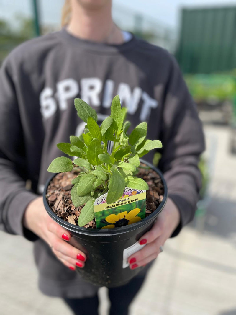 Rudbeckia Blackjack Gold 3 Litre Pot