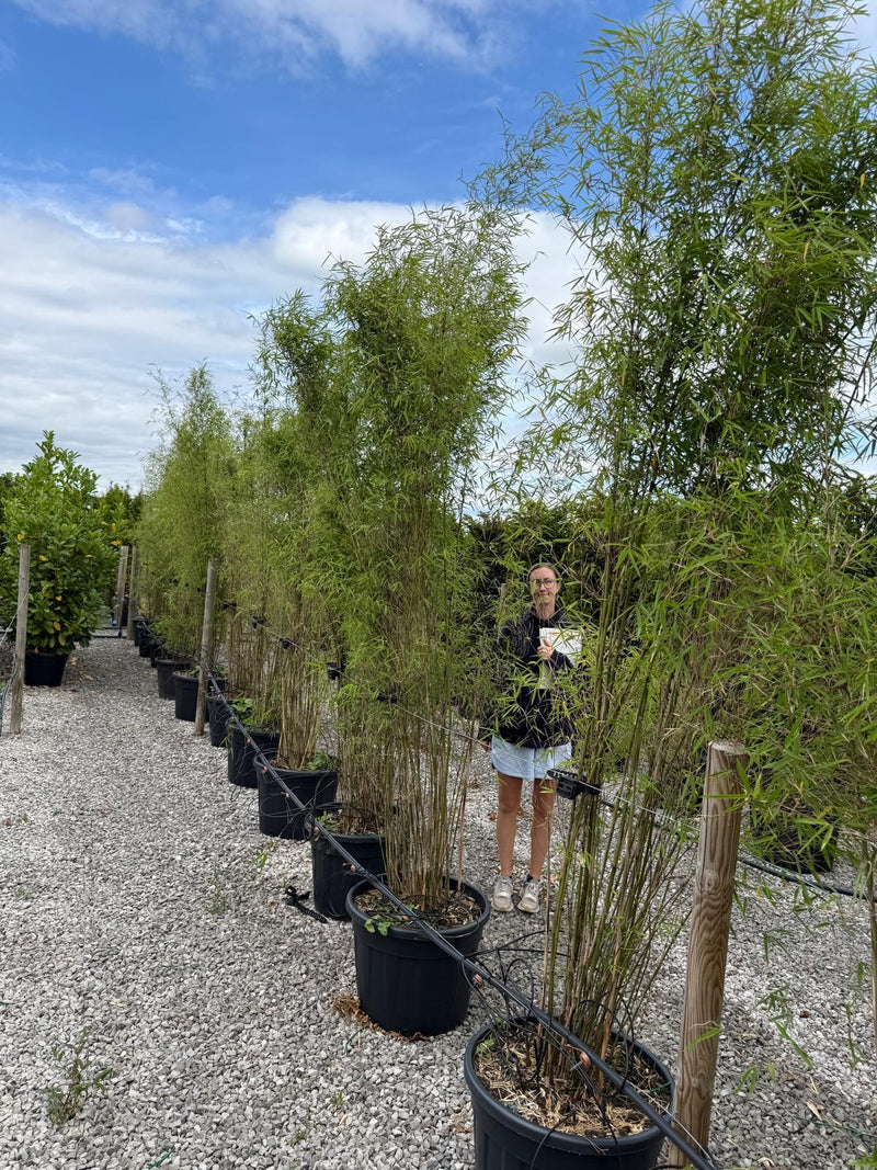 Fargesia Angustissima 70 Litre Pot 230-250cm Specimen