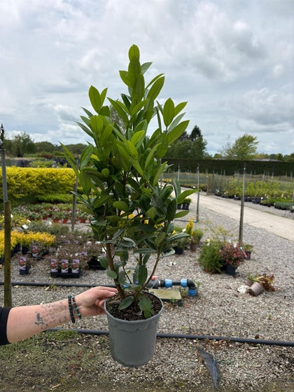 Cherry Laurel Green Torch Hedging 2.5 Litre 40-60cm
