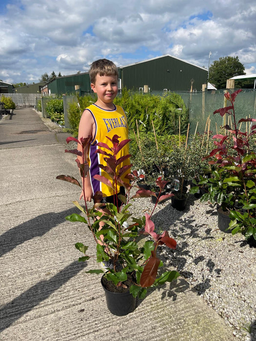 Photinia Red Robin 5 Litre Pot