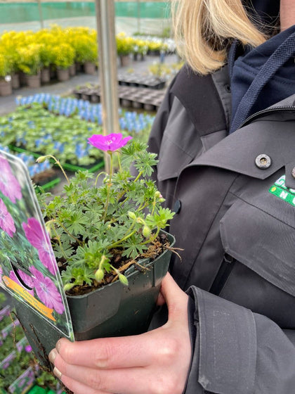 Geranium Max Frei 2 Litre Pot