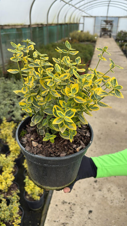 Euonymus Fortunei Emerald & Gold 3 Litre Pot