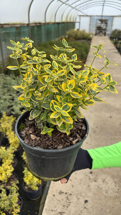 Euonymus Fortunei Emerald & Gold 3 Litre Pot