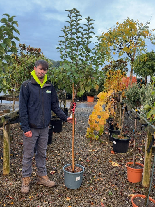 Malus Everest Half Standard 15 Litre Pot