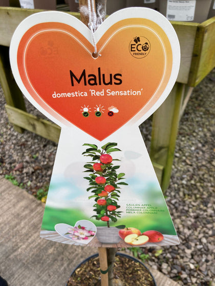 Apple Red Sensation 5 Litre Pot Ballerina/Column