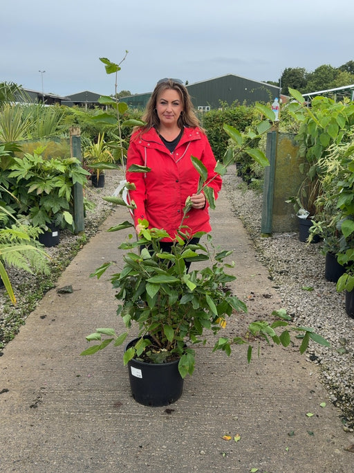 Calycanthus Venus 20 Litre 100cm