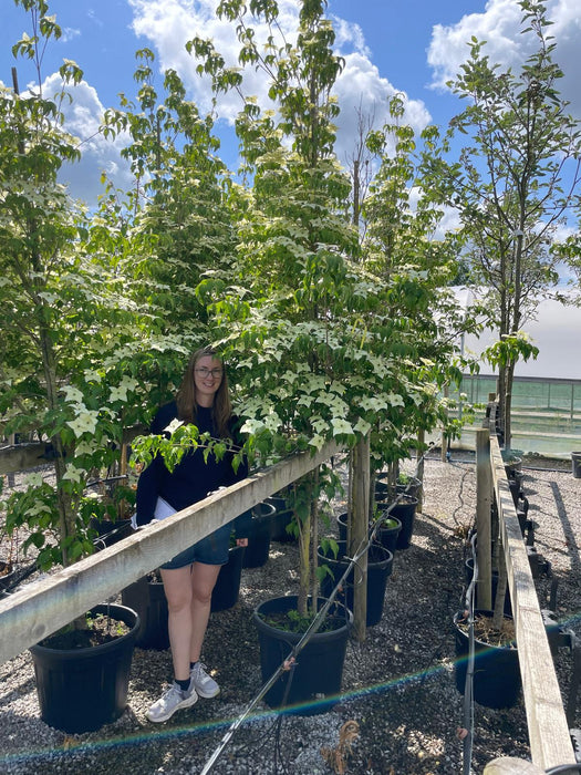 Cornus Kousa Milky Way 7/10cm Standard Rootballed