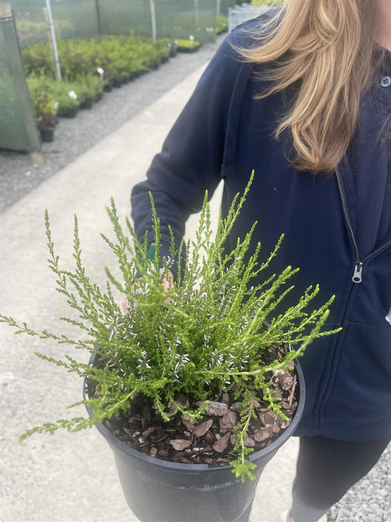 Calluna Vulgaris Stefanie 3 Litre Pot