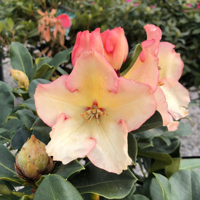 Rhododendron Hybrid Horizon Monarch 20 Litre Pot