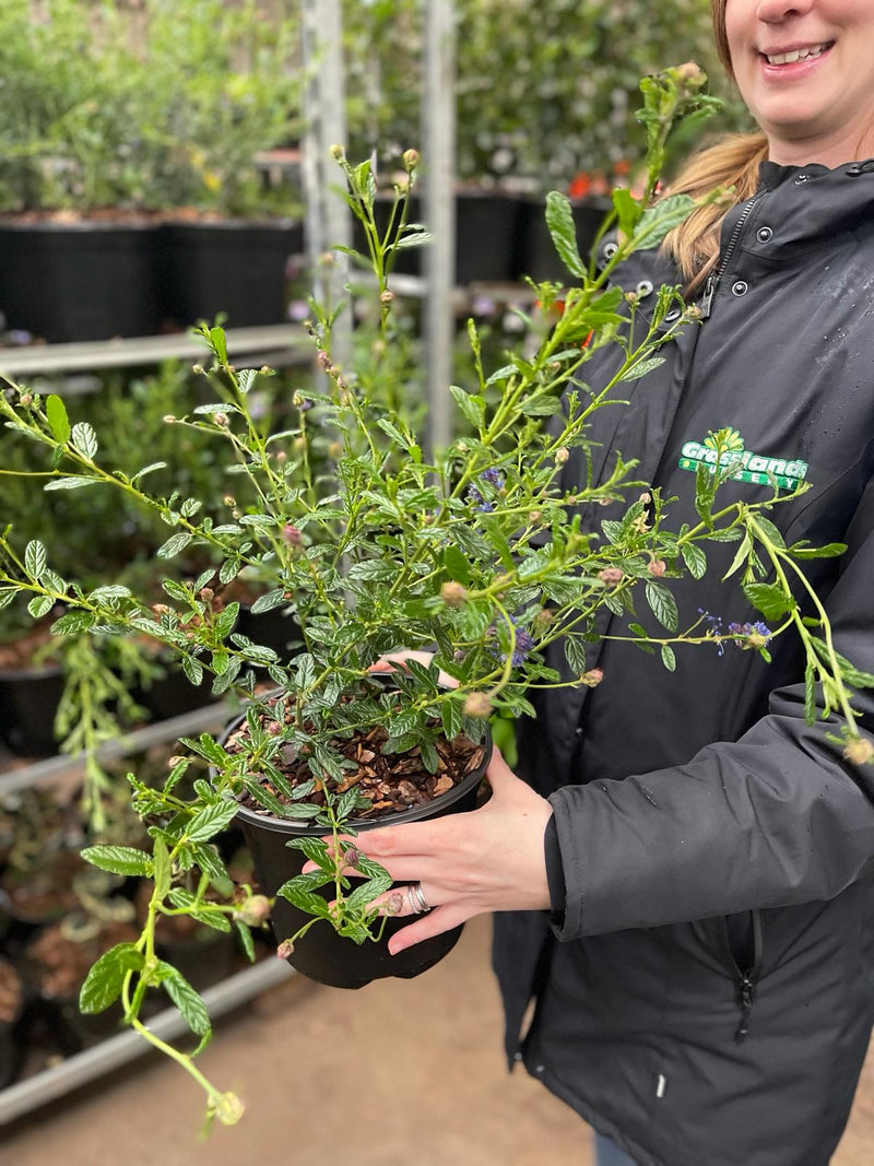 Ceanothus Concha 3 Litre Pot