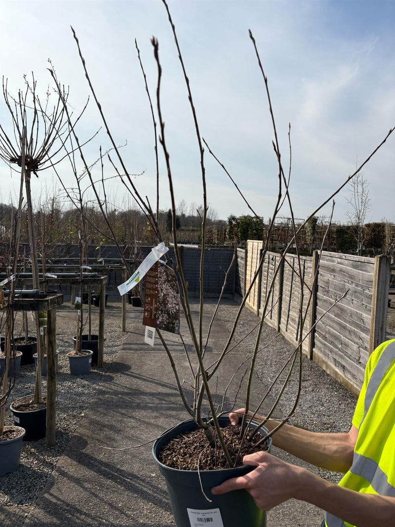 Amelanchier Lamarckii 10 Litre Pot