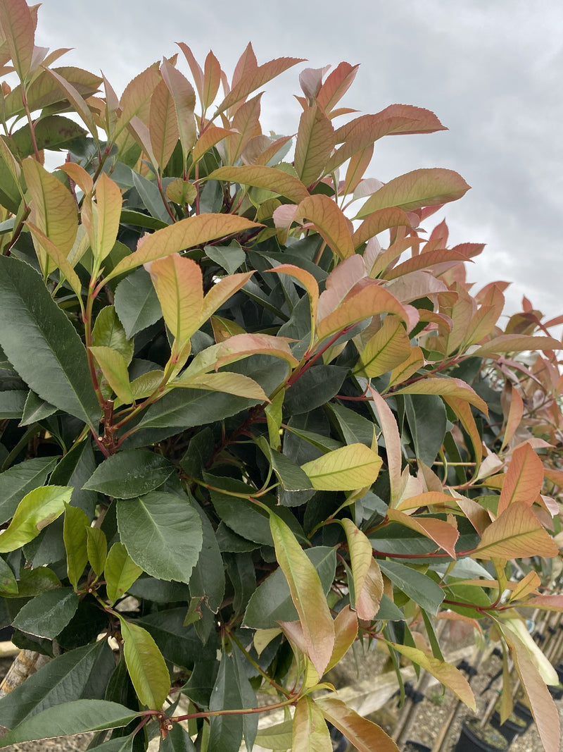 Photinia Red Robin 1/2 Standard 110cm Stem and 60-70cm Head