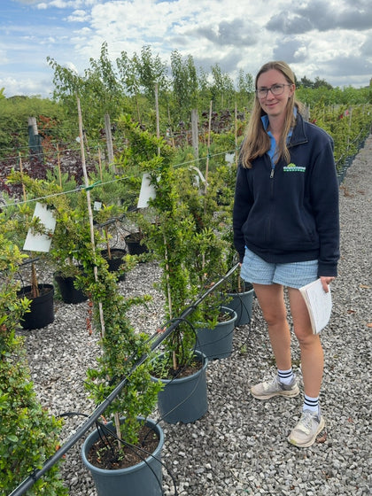Pyracantha Red Sapphire 15 Litre Pot 125-150cm