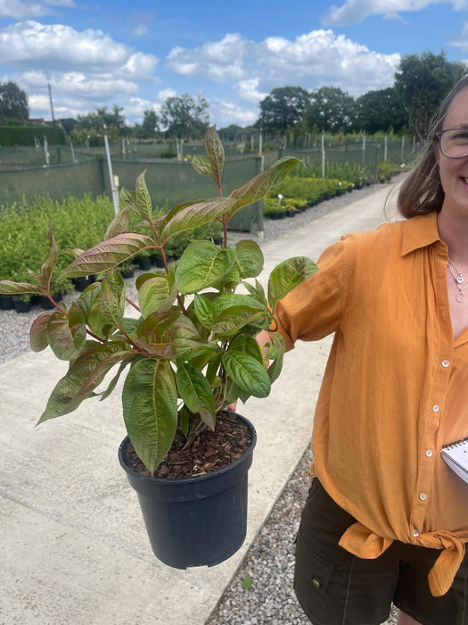 Weigela Florida Wings Of Fire 3 Litre Pot