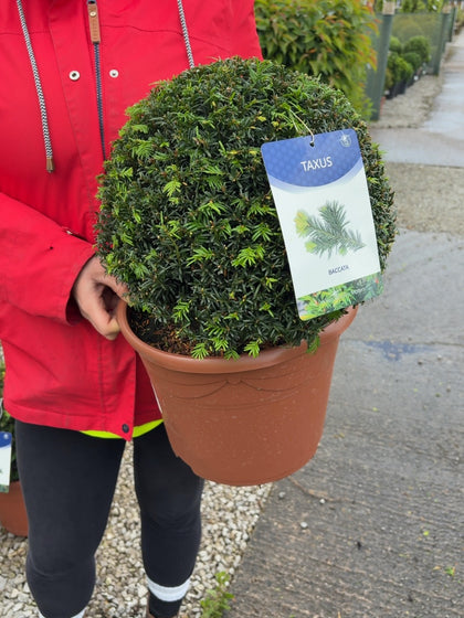 Yew - Taxus Baccata Ball 35cm 10 Litre Pot
