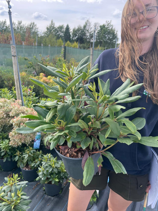 Rhododendron Hybrid Marcel Menard 5 Litre Pot