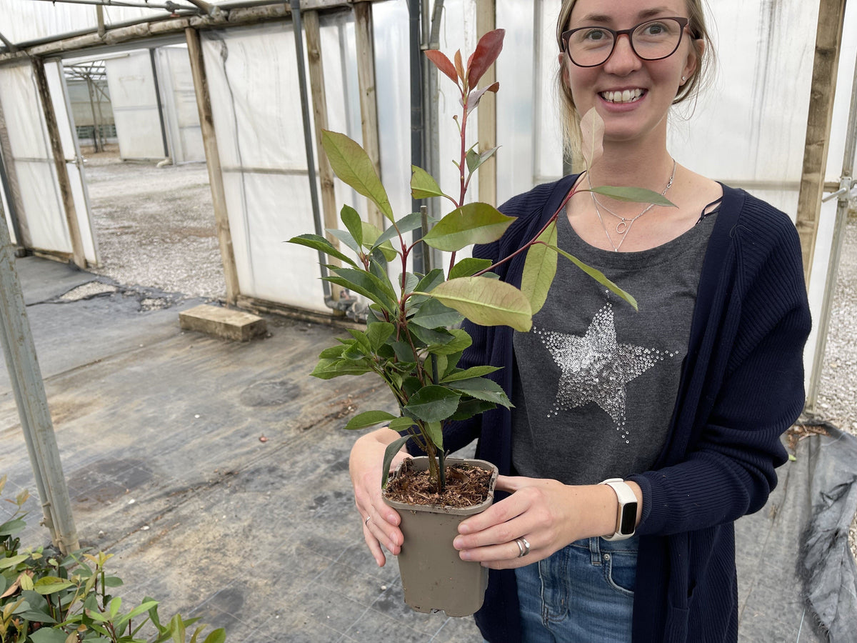 Big Deal Photinia Red Robin 12cm Pot x 100