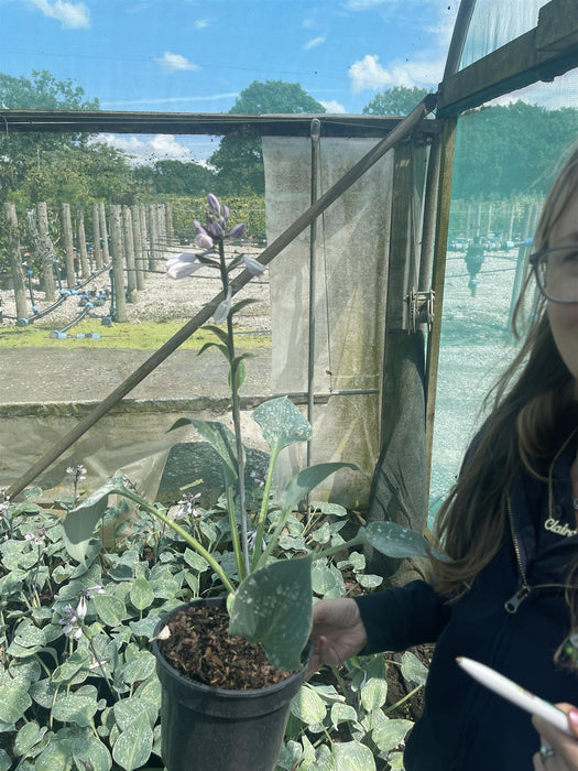 Hosta Halcyon 11 cm Pot