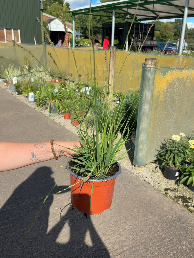 Molinia Caerulea Moorhexe 2 Litre Pot