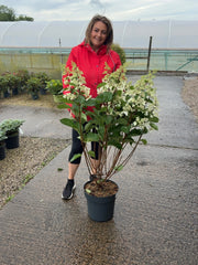 Hydrangea Paniculata Pinky Winky 12 Litre Pot 80/100cm