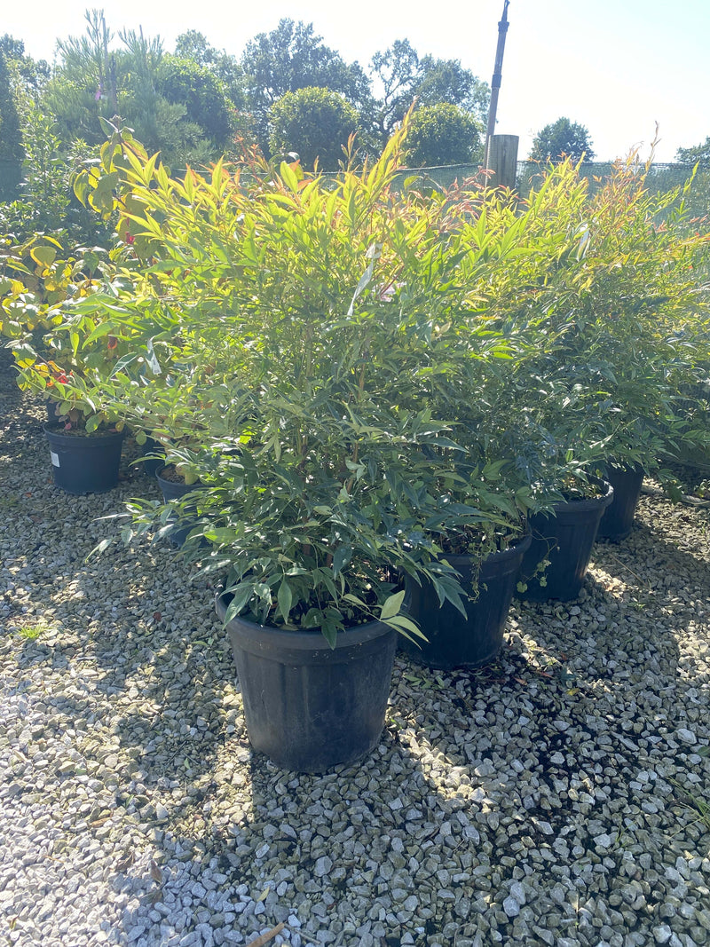 Nandina Domestica 25 Litre Pot