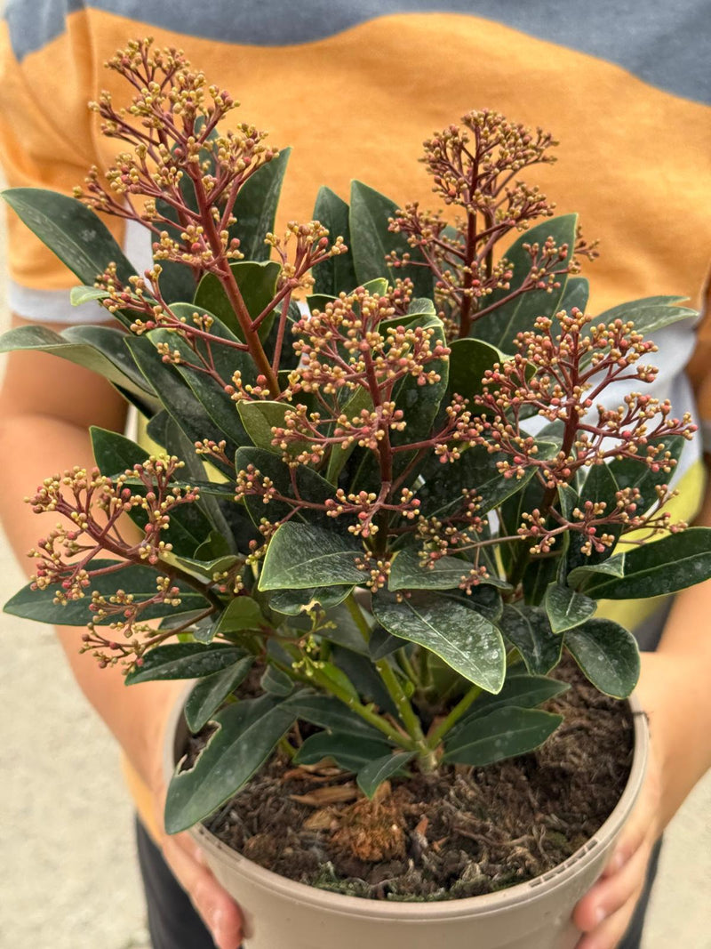 Skimmia Japonica Rubella 2 Litre Pot
