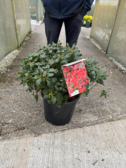 Rhododendron Baden Baden 20 Litre Pot