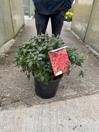 Rhododendron Baden Baden 20 Litre Pot