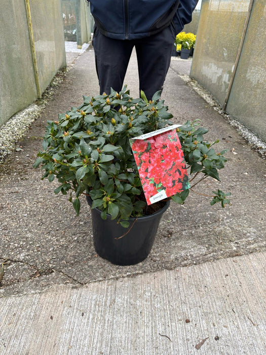 Rhododendron Baden Baden 20 Litre Pot
