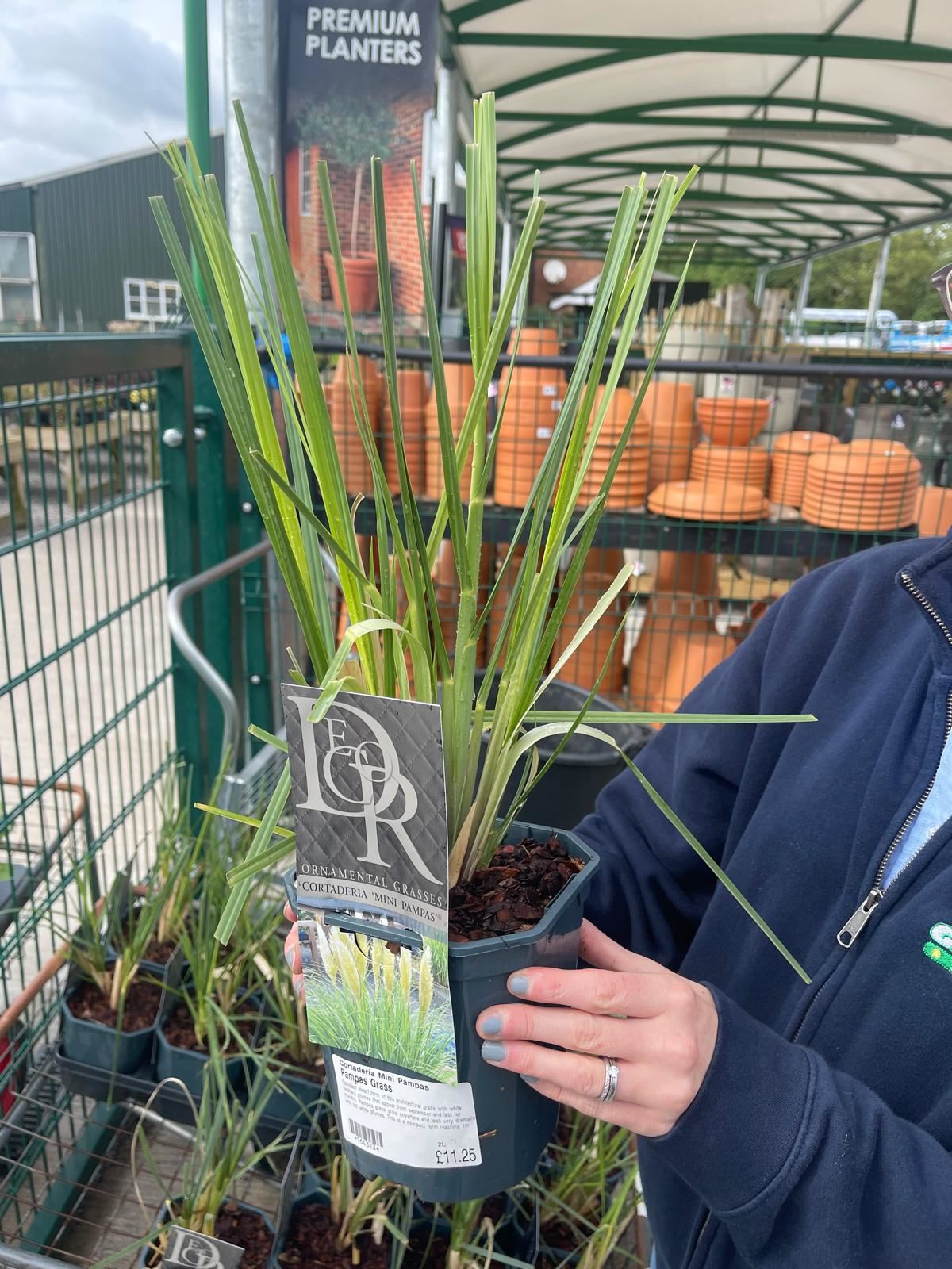 Cortaderia Mini Pampas 2 Litre Pot