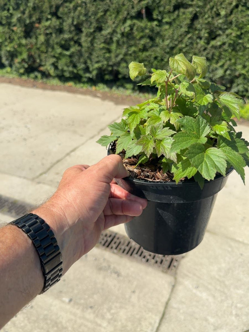 Anemone 'Fantasy Ariel' - Japanese Anemone 3 Litre Pot